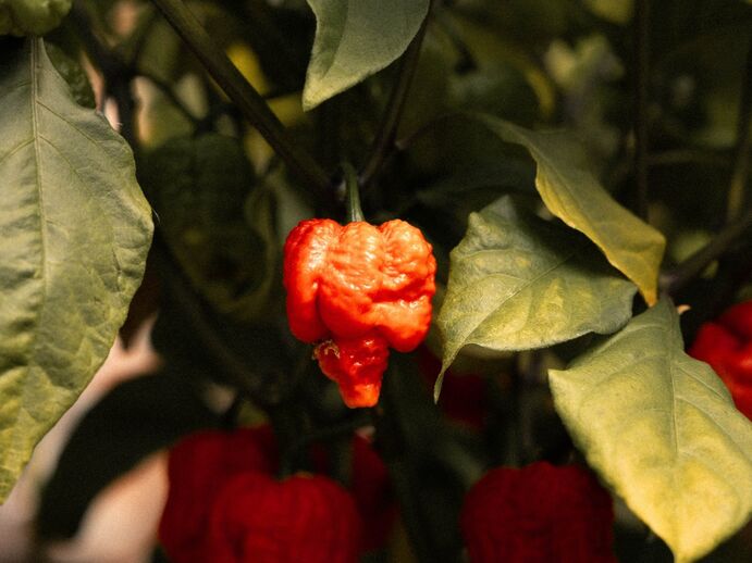 Eine bunte Vielfalt – unsere Chilis erzählen Geschichten