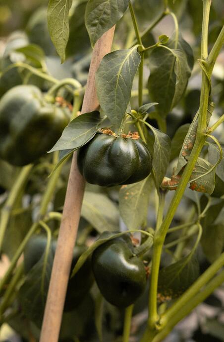 Vielfalt, die begeistert